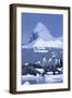 Gentoo Penguin-DLILLC-Framed Photographic Print