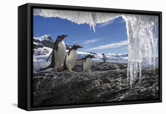 Gentoo Penguins and Icicles, Antarctica-Paul Souders-Framed Stretched Canvas