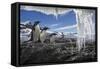 Gentoo Penguins and Icicles, Antarctica-Paul Souders-Framed Stretched Canvas