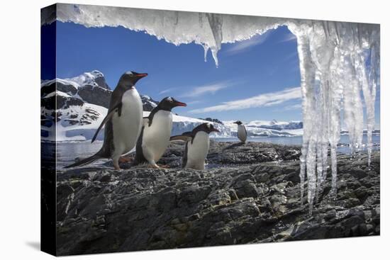 Gentoo Penguins and Icicles, Antarctica-Paul Souders-Stretched Canvas