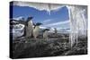 Gentoo Penguins and Icicles, Antarctica-Paul Souders-Stretched Canvas