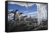 Gentoo Penguins and Icicles, Antarctica-Paul Souders-Framed Stretched Canvas