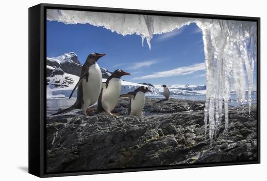 Gentoo Penguins and Icicles, Antarctica-Paul Souders-Framed Stretched Canvas