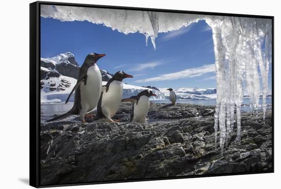 Gentoo Penguins and Icicles, Antarctica-Paul Souders-Framed Stretched Canvas