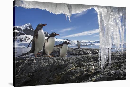 Gentoo Penguins and Icicles, Antarctica-Paul Souders-Stretched Canvas