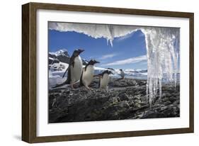 Gentoo Penguins and Icicles, Antarctica-Paul Souders-Framed Photographic Print