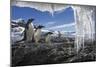 Gentoo Penguins and Icicles, Antarctica-Paul Souders-Mounted Photographic Print