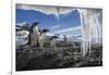 Gentoo Penguins and Icicles, Antarctica-Paul Souders-Framed Photographic Print