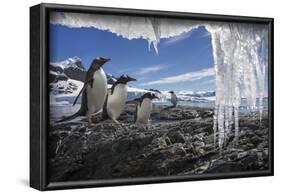 Gentoo Penguins and Icicles, Antarctica-Paul Souders-Framed Photographic Print