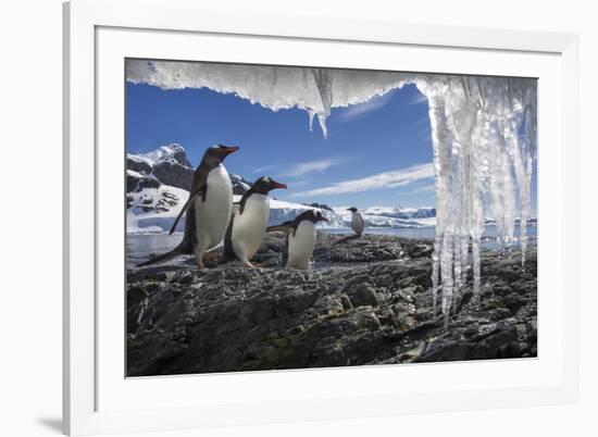 Gentoo Penguins and Icicles, Antarctica-Paul Souders-Framed Photographic Print