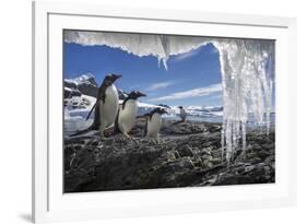 Gentoo Penguins and Icicles, Antarctica-Paul Souders-Framed Photographic Print