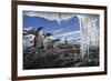 Gentoo Penguins and Icicles, Antarctica-Paul Souders-Framed Photographic Print