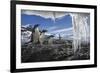 Gentoo Penguins and Icicles, Antarctica-Paul Souders-Framed Photographic Print