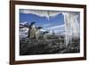 Gentoo Penguins and Icicles, Antarctica-Paul Souders-Framed Photographic Print