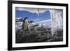 Gentoo Penguins and Icicles, Antarctica-Paul Souders-Framed Photographic Print