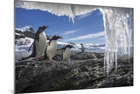 Gentoo Penguins and Icicles, Antarctica-Paul Souders-Mounted Photographic Print