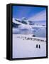 Gentoo Penguins, Antarctic Peninsula, Antarctica-Geoff Renner-Framed Stretched Canvas