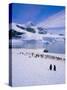 Gentoo Penguins, Antarctic Peninsula, Antarctica-Geoff Renner-Stretched Canvas