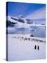 Gentoo Penguins, Antarctic Peninsula, Antarctica-Geoff Renner-Stretched Canvas