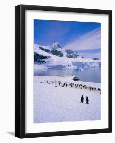 Gentoo Penguins, Antarctic Peninsula, Antarctica-Geoff Renner-Framed Photographic Print