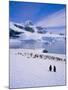 Gentoo Penguins, Antarctic Peninsula, Antarctica-Geoff Renner-Mounted Photographic Print