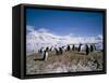 Gentoo Penguins, Antarctica, Polar Regions-Geoff Renner-Framed Stretched Canvas