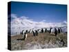 Gentoo Penguins, Antarctica, Polar Regions-Geoff Renner-Stretched Canvas