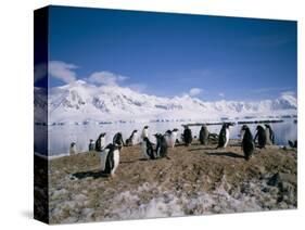 Gentoo Penguins, Antarctica, Polar Regions-Geoff Renner-Stretched Canvas