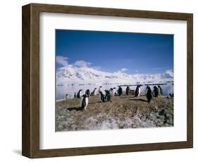 Gentoo Penguins, Antarctica, Polar Regions-Geoff Renner-Framed Photographic Print