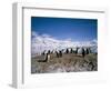 Gentoo Penguins, Antarctica, Polar Regions-Geoff Renner-Framed Photographic Print
