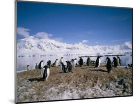 Gentoo Penguins, Antarctica, Polar Regions-Geoff Renner-Mounted Photographic Print