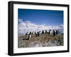 Gentoo Penguins, Antarctica, Polar Regions-Geoff Renner-Framed Premium Photographic Print