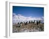 Gentoo Penguins, Antarctica, Polar Regions-Geoff Renner-Framed Premium Photographic Print