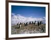 Gentoo Penguins, Antarctica, Polar Regions-Geoff Renner-Framed Photographic Print