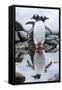 Gentoo Penguins, Antarctica-Paul Souders-Framed Stretched Canvas