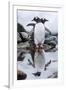 Gentoo Penguins, Antarctica-Paul Souders-Framed Premium Photographic Print