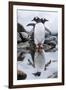 Gentoo Penguins, Antarctica-Paul Souders-Framed Premium Photographic Print