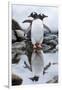 Gentoo Penguins, Antarctica-Paul Souders-Framed Premium Photographic Print