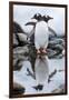 Gentoo Penguins, Antarctica-Paul Souders-Framed Premium Photographic Print