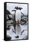 Gentoo Penguins, Antarctica-Paul Souders-Framed Stretched Canvas