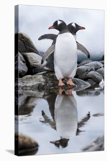 Gentoo Penguins, Antarctica-Paul Souders-Stretched Canvas