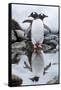 Gentoo Penguins, Antarctica-Paul Souders-Framed Stretched Canvas