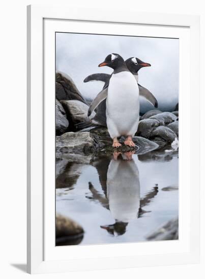 Gentoo Penguins, Antarctica-Paul Souders-Framed Photographic Print