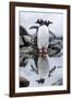 Gentoo Penguins, Antarctica-Paul Souders-Framed Photographic Print