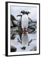 Gentoo Penguins, Antarctica-Paul Souders-Framed Photographic Print