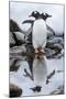 Gentoo Penguins, Antarctica-Paul Souders-Mounted Photographic Print