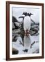 Gentoo Penguins, Antarctica-Paul Souders-Framed Photographic Print