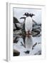 Gentoo Penguins, Antarctica-Paul Souders-Framed Photographic Print