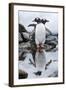Gentoo Penguins, Antarctica-Paul Souders-Framed Photographic Print