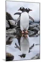 Gentoo Penguins, Antarctica-Paul Souders-Mounted Photographic Print